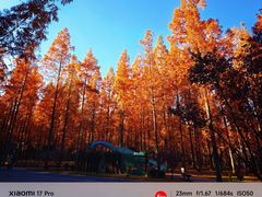 -黄海国家森林公园