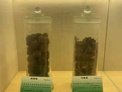 -广东中医药博物馆