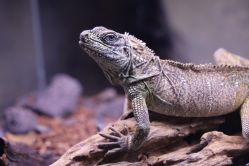 -Zoolung Zoolung动物主题公园(海信广场店)