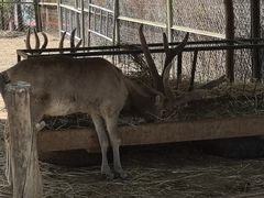 -青藏高原野生动物园