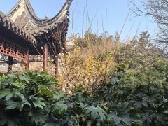 -梅园