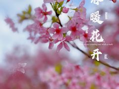 -天适樱花悠乐园