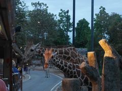 -清迈夜间动物园