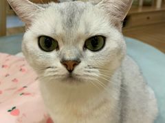 -滚猫咖啡·猫咖·猫友好撸猫(未来城店)