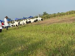 -盐城丹顶鹤湿地生态旅游区