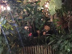 -Jungle Kitchen