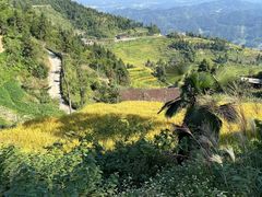 -紫鹊界梯田景区