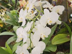 -上海鲜花港