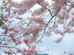 -白石龙音乐公园