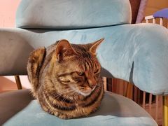 -这儿没有猫·猫咖萌宠馆·撸猫