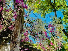 -深圳国际园林花卉博览园