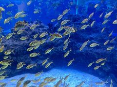 -海合安成都极地海洋公园