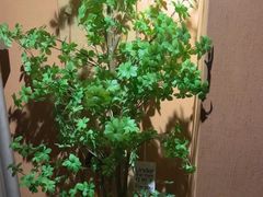 -泰·菩提树下[泰式按摩x精油SPAx肩颈头疗](新景店)