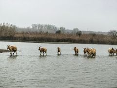 -宁波杭州湾国家湿地公园