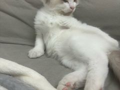 -艾贝尔宠物医院 ·内科全科(梁溪路店)