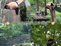 -都江堰中华大熊猫苑