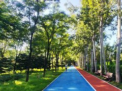 -大兴滨河森林公园