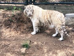 -大连森林动物园