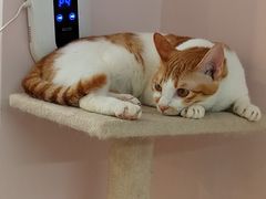-猫咪派对(江南西店)