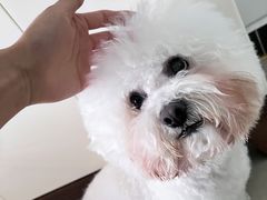 -宠物家(角门东店)