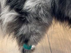 -爱侣·安琦尔宠物医院·中兽医针灸·心内科·狂犬免疫点(宝山区院)