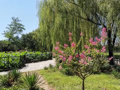 -莲花池公园