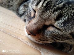 -猫的茶·猫咖
