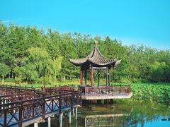 -合肥滨湖国家森林公园