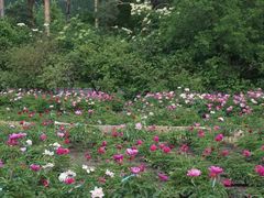 -黑龙江省森林植物园