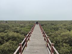 -北海金海湾红树林生态旅游区