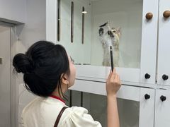 -青奢宠物·青奢猫舍