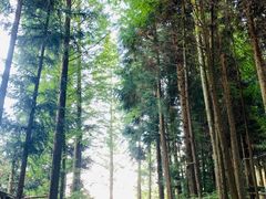 -武陵山森林公园