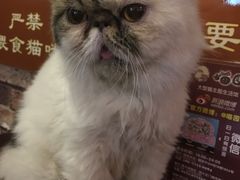 -喵园·猫主题咖啡厅·撸猫·猫咖(国贸店)