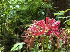 -敬亭山风景名胜区