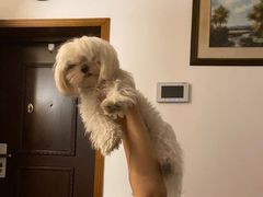 -PETKIT 小佩宠物·低压洗护·美容·寄养(安远店)