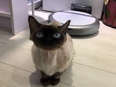 -喵的天空名猫咖啡馆·撸猫·猫舍·用品