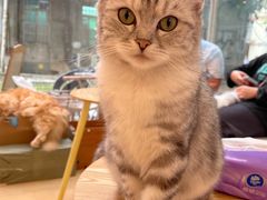 -猫咪派对(江南西店)