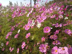 -长白山万达喜来登度假酒店