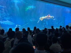 -海合安成都极地海洋公园