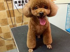 -我爱吾宠宠物美容院(朝阳路店)