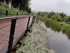 -映月湖公园