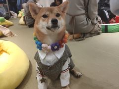 -逗柴咖啡屋·狗咖猫咖宠物桌游