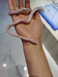 -Moni星球萌宠·小马宝莉·灵蛇·高端高阶全萌宠互动体验俱乐部(红豆国际广场店)