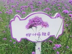 -大塘金香草谷