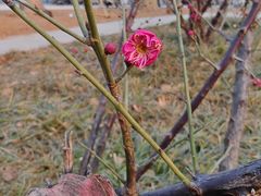 -山东大学(趵突泉校区)