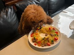 -百好乐宠物友好餐厅(朝外大街店)