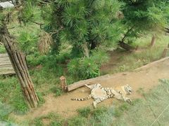 -大连森林动物园