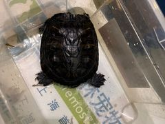 -雨林宠物医院 非犬猫异宠专科