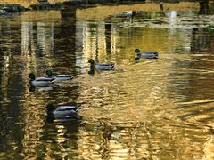 -北海道厅旧本厅舍(旧本庁舎)