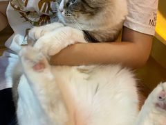 -白兔子密室(长寿路店)